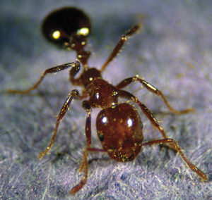 Picture of a Fire Ant
