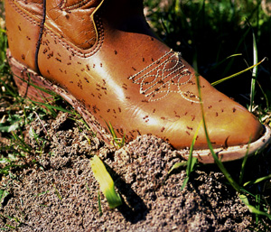 Picture of a fire ants on a boot