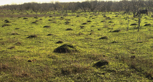 Pictur eof fire ant mounds