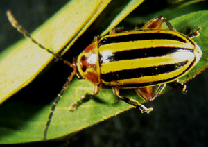 Picture of Stripped Flea Beetle