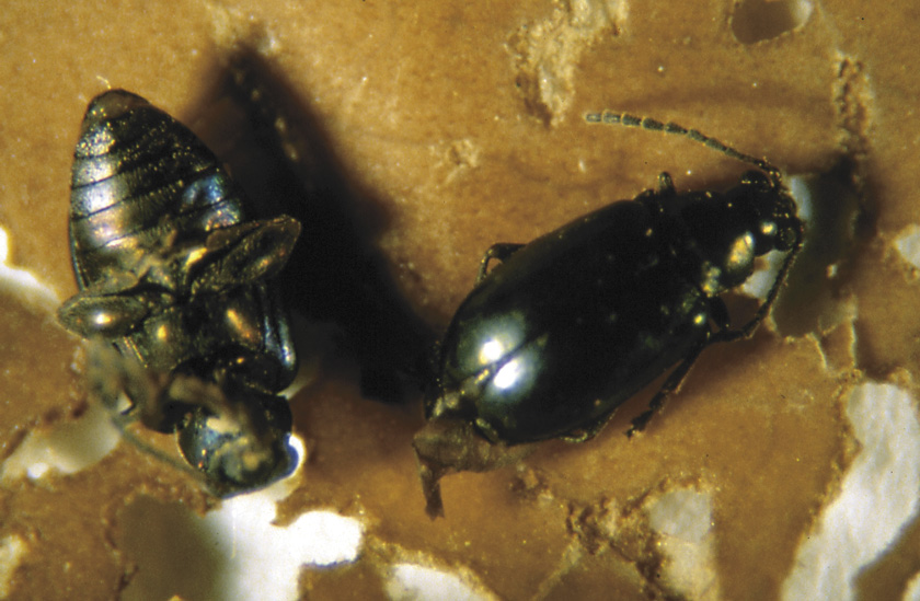 Picture of flea beetle