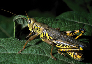 Picture of a Differential Grasshopper