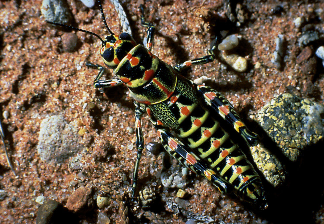 Rainbow Grasshopper