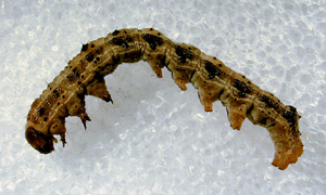 Picture of Tobacco Hornworm