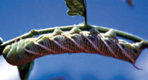 Picture of Tomato Hornworm