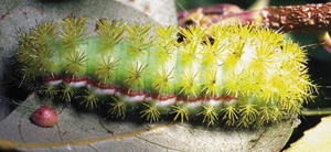 Picture of IO Moth caterpillar