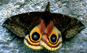 Picture of Adult IO Moth