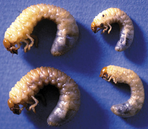 Picture of June Bug Larva (grub)