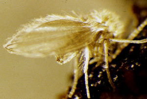 Picture of Moth FLy