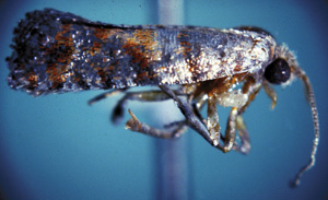 Picture of Adult Nantucket PIne moth