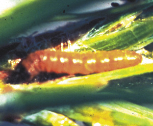 Picture of a Nantucket Pine Tip Moth Larva