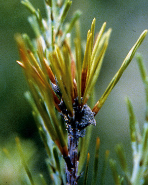 Picture of Damage done by the Nantucket Pine Moth