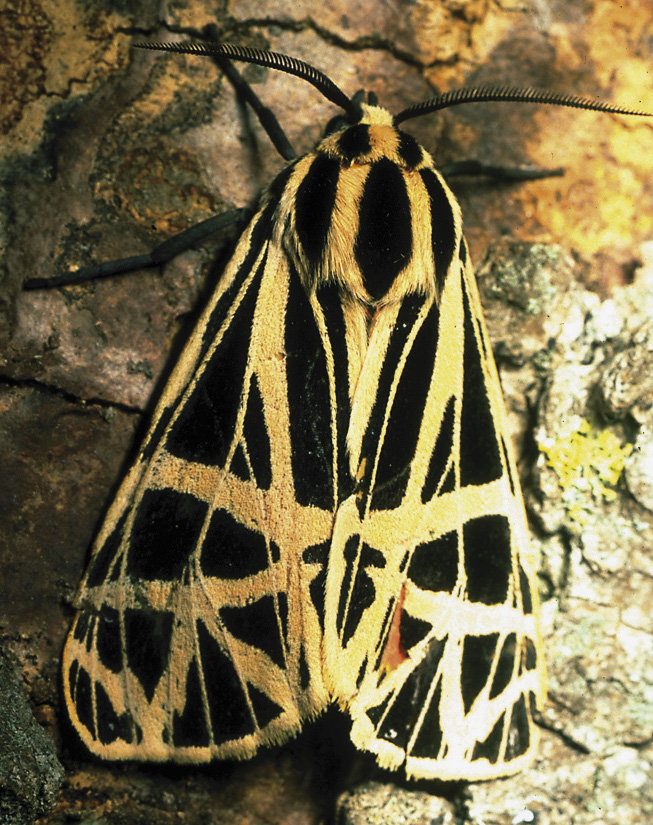 Picture of isabella tiger Moth