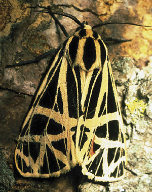 Picture of an Isabella tiger Moth