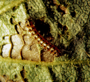 Picture of a Salt Marsh Caterpillar