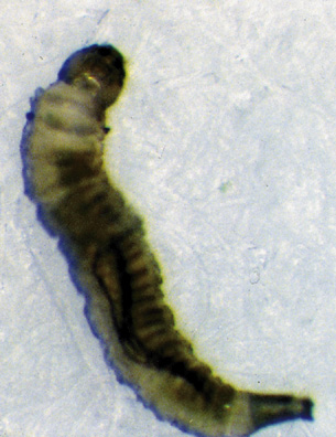 shore fly larva