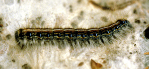 Picture of an Eastern Tent Caterpillar