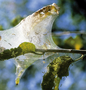 Picture of a Fall tent Caterpillar