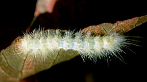 Picture of Tussock Caterpillar