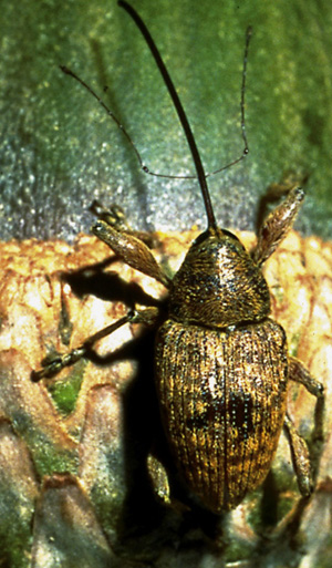 Picture of Acorn Weevil