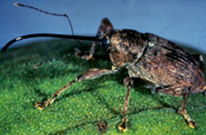 Picture of a Weevil