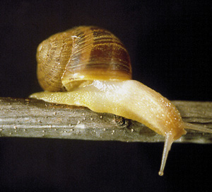 Picture of Snail