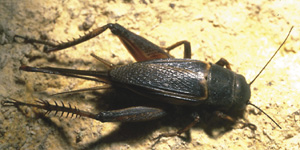 Picture of a cricket