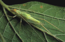 Picture of a tree cricket