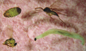Picture of Fungal gnats