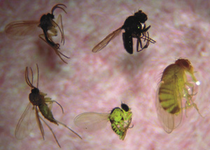 picture of Fungal Gnats