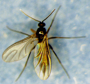 Picture of Fungal Gnats