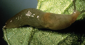 Picture of Garden Slug