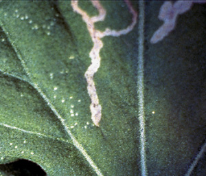 Picture of Leafminer Damage