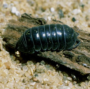 picture of a sowbug