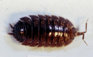 Picture of Sowbug