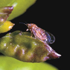 Picture of Yaupon Psyllid