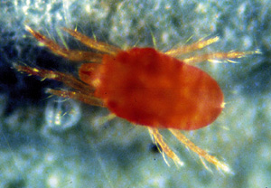 Picture of a Spider Mite