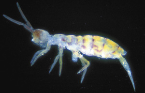 picture of Springtails