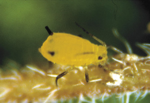 Picture of an Oleander Aphid
