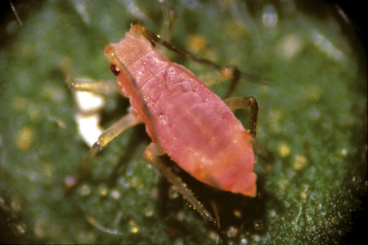 Peach aphid