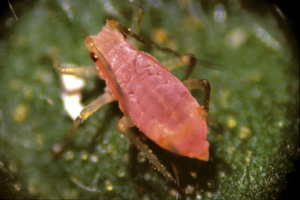 Picture of a Peach Aphid