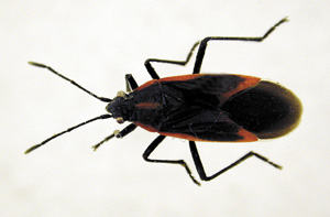picture of Boxelder bug
