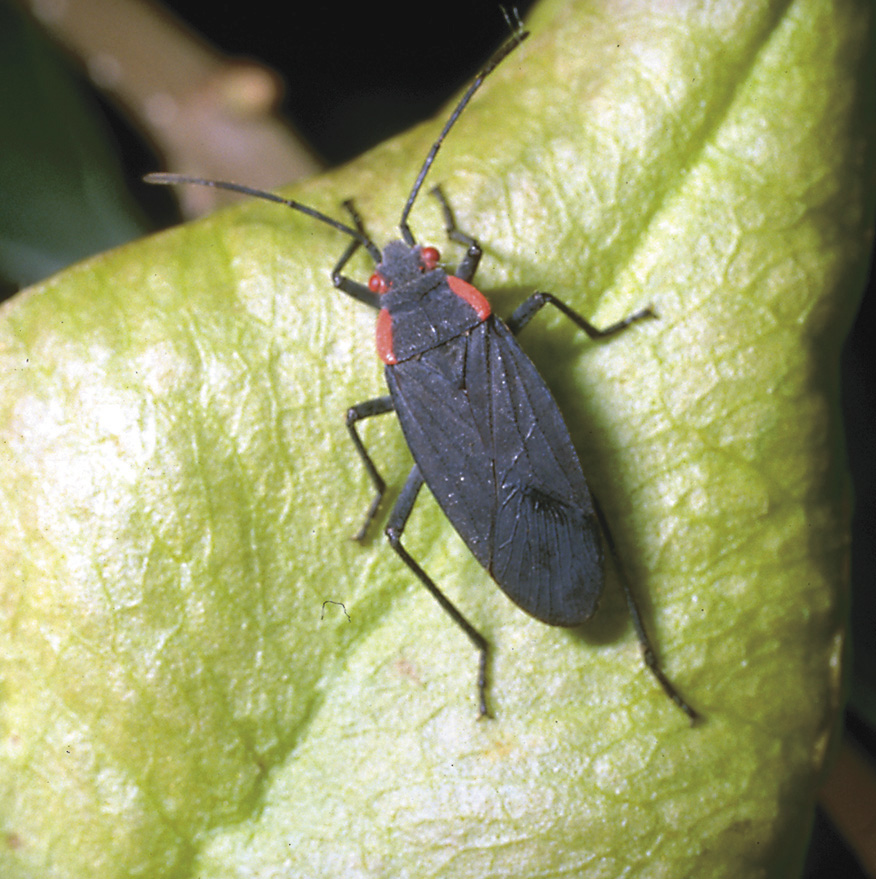 Picture of Boxelder bug