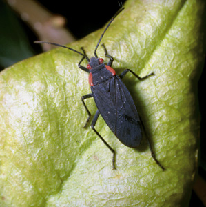 Picture of a Boxelder Bug
