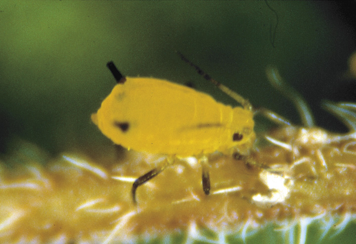 Picture of an Oleander Aphid