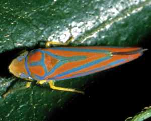 Picture of Leafhopper