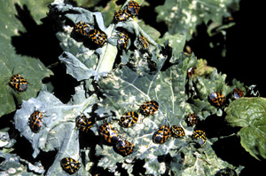 Picture of Harlequin Bugs