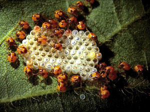Picture of a Stinkbug hatching