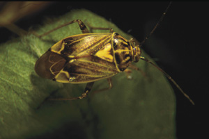 Picture of a Tarnished Plant Bug