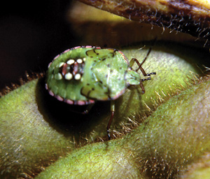 Picture of a Stinkbug nymph